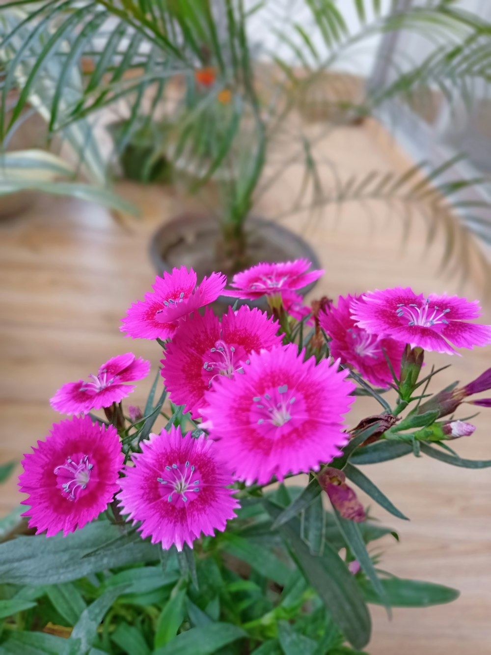 a bunch of pink flowers sitting on top of a wooden table