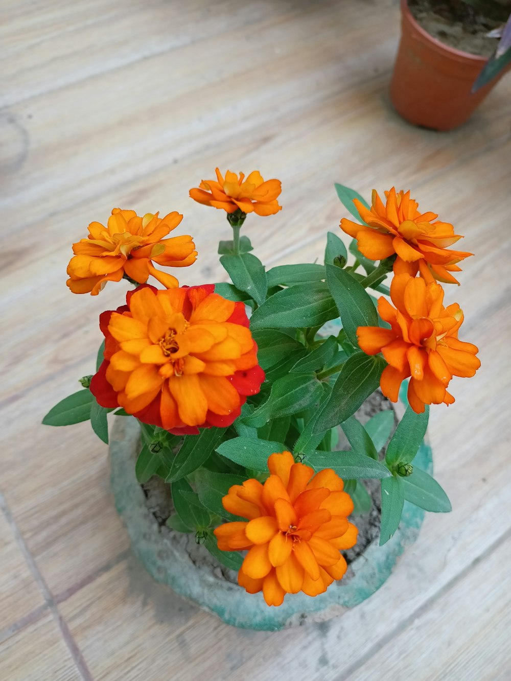 a potted plant with orange flowers on a wooden floor