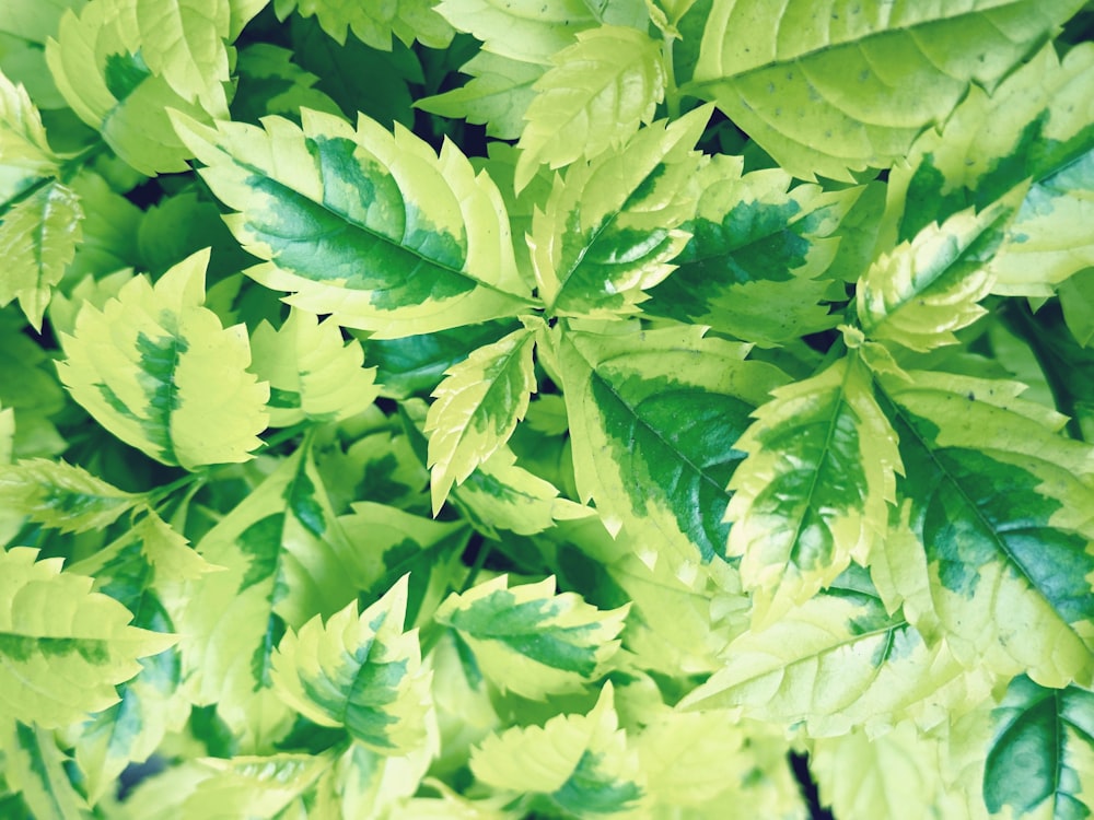 a close up of a green leafy plant