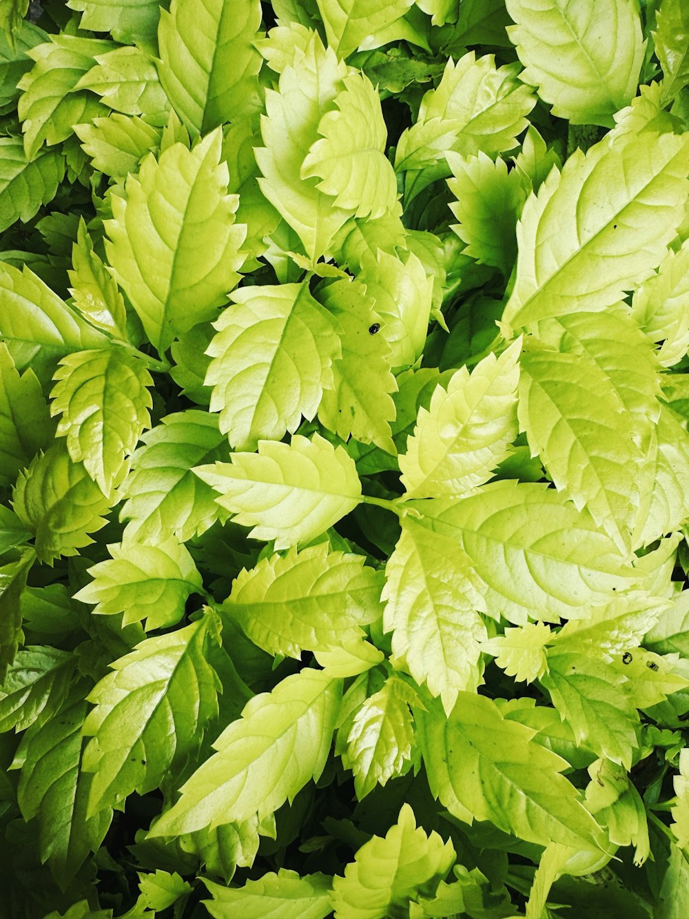 a close up of a plant with green leaves