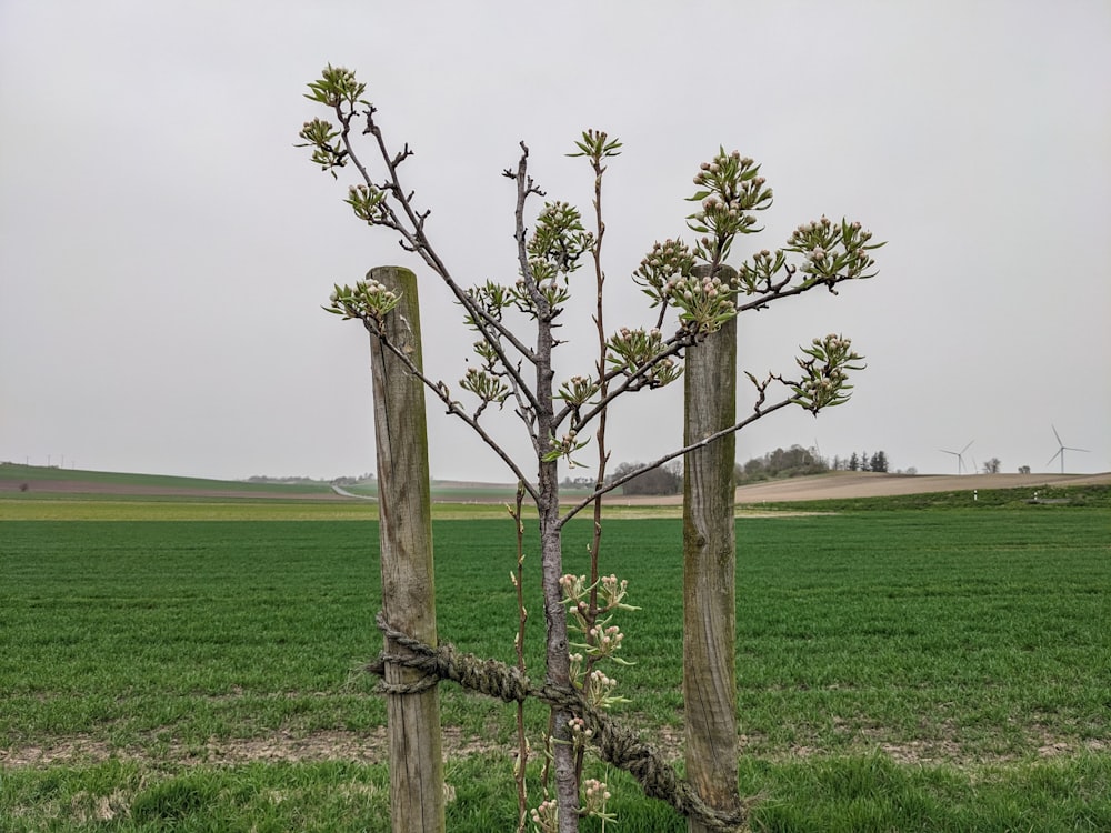 a small tree in the middle of a field