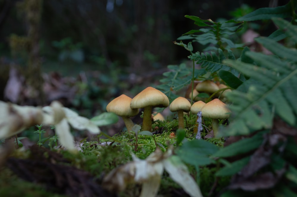 a group of mushrooms growing on a forest floor