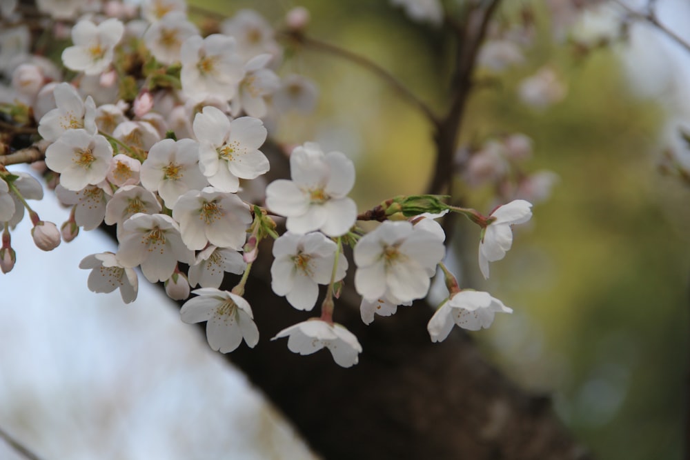 a branch of a tree with white flowers