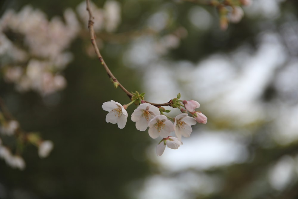 una rama de un árbol con flores blancas