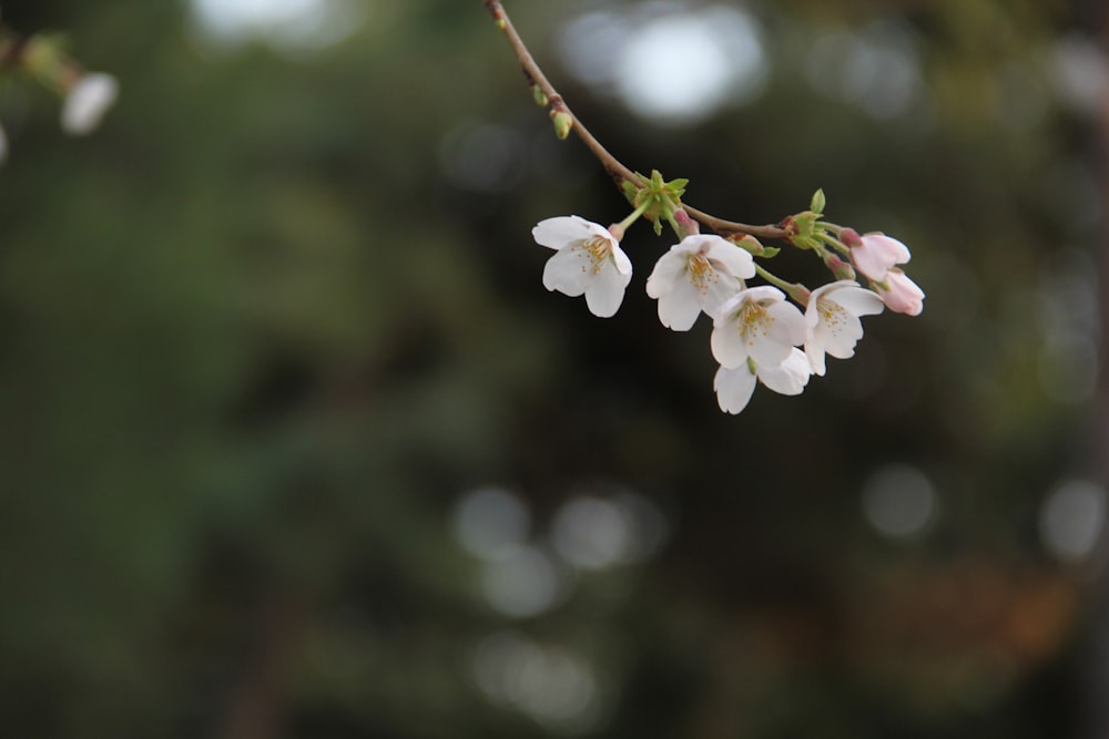 a branch of a tree with white flowers