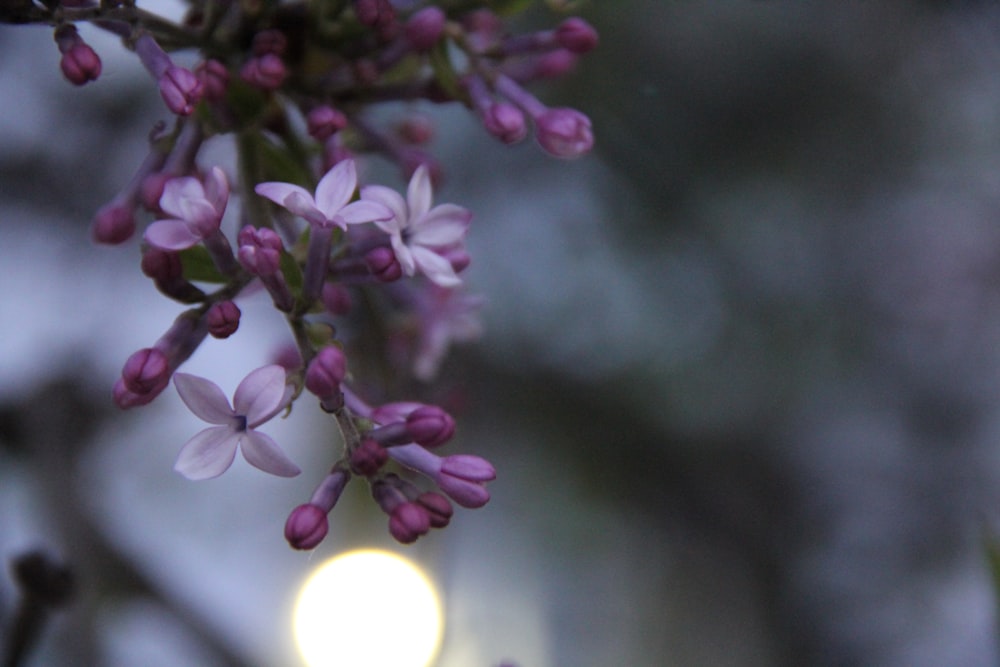 a close up of a flower on a tree branch