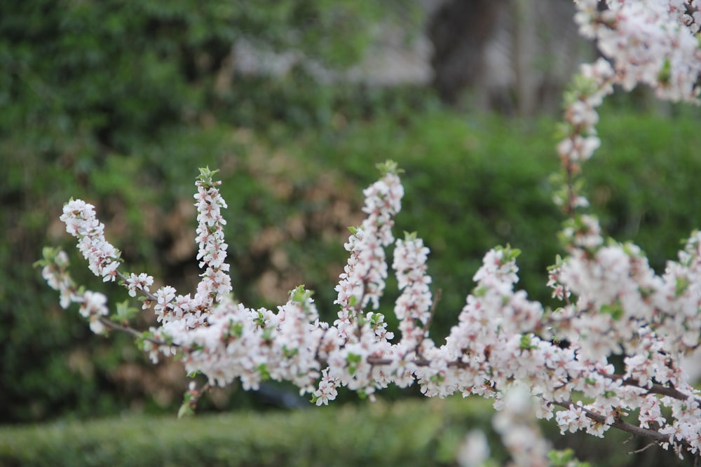 Un primer plano de un árbol con flores blancas