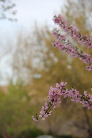 a close up of a pink flower on a tree