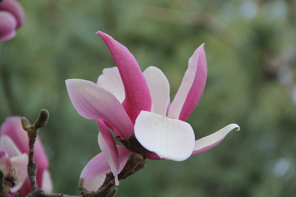 a close up of a pink and white flower