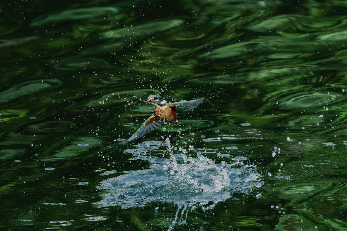 До чого сниться вода: тлумачення за сонниками різних культур
