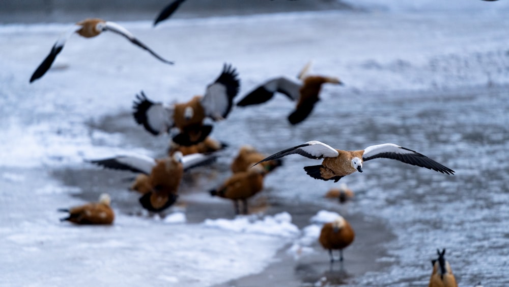 a flock of birds flying over a body of water