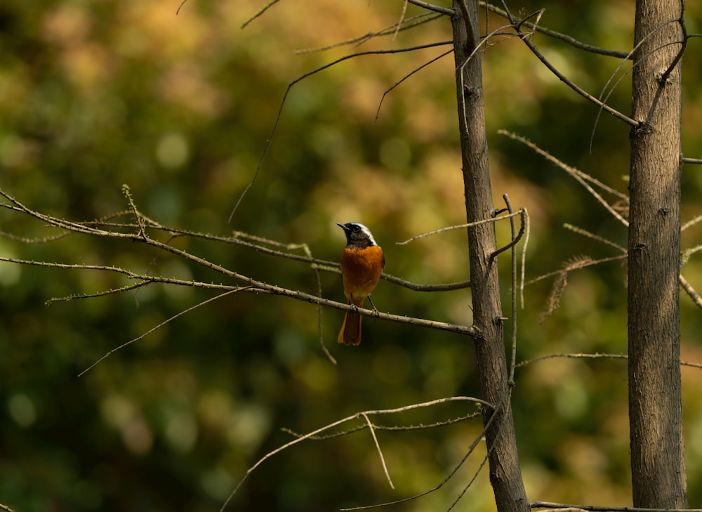 a small bird perched on top of a tree branch