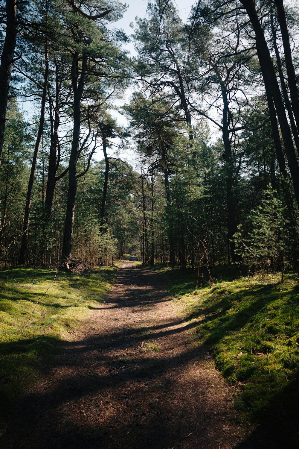 a dirt road in the middle of a forest