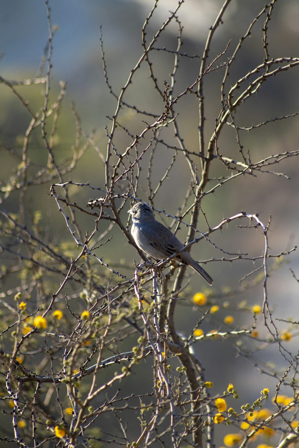 ein kleiner Vogel, der auf einem Ast sitzt