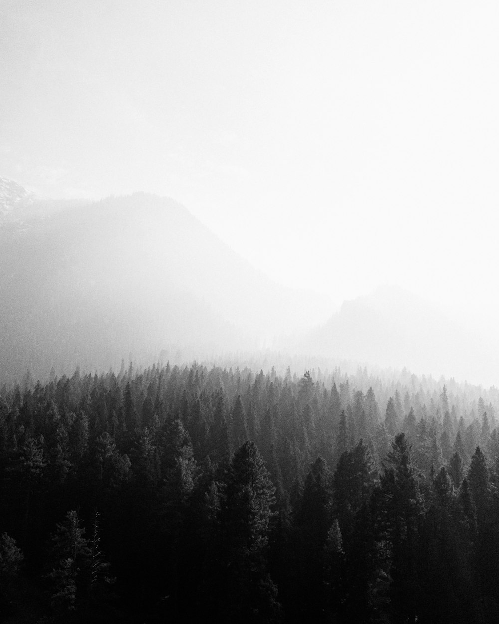 a black and white photo of a forest