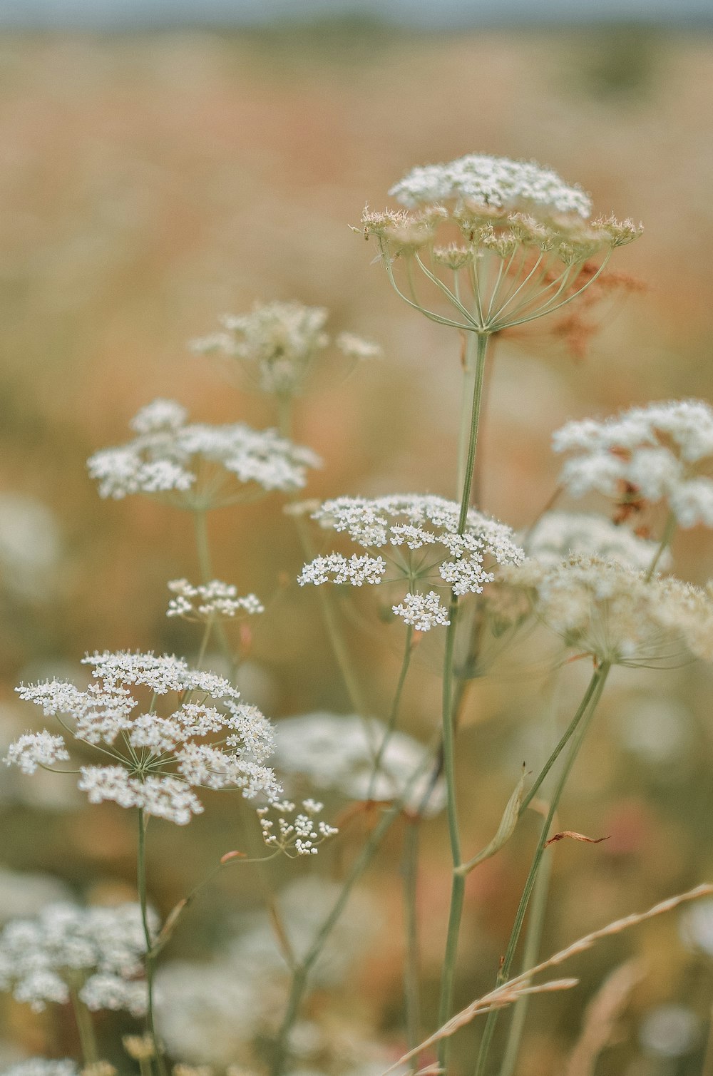 a bunch of white flowers in a field