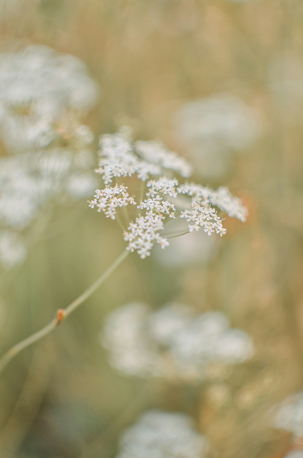 a close up of a white flower with blurry background