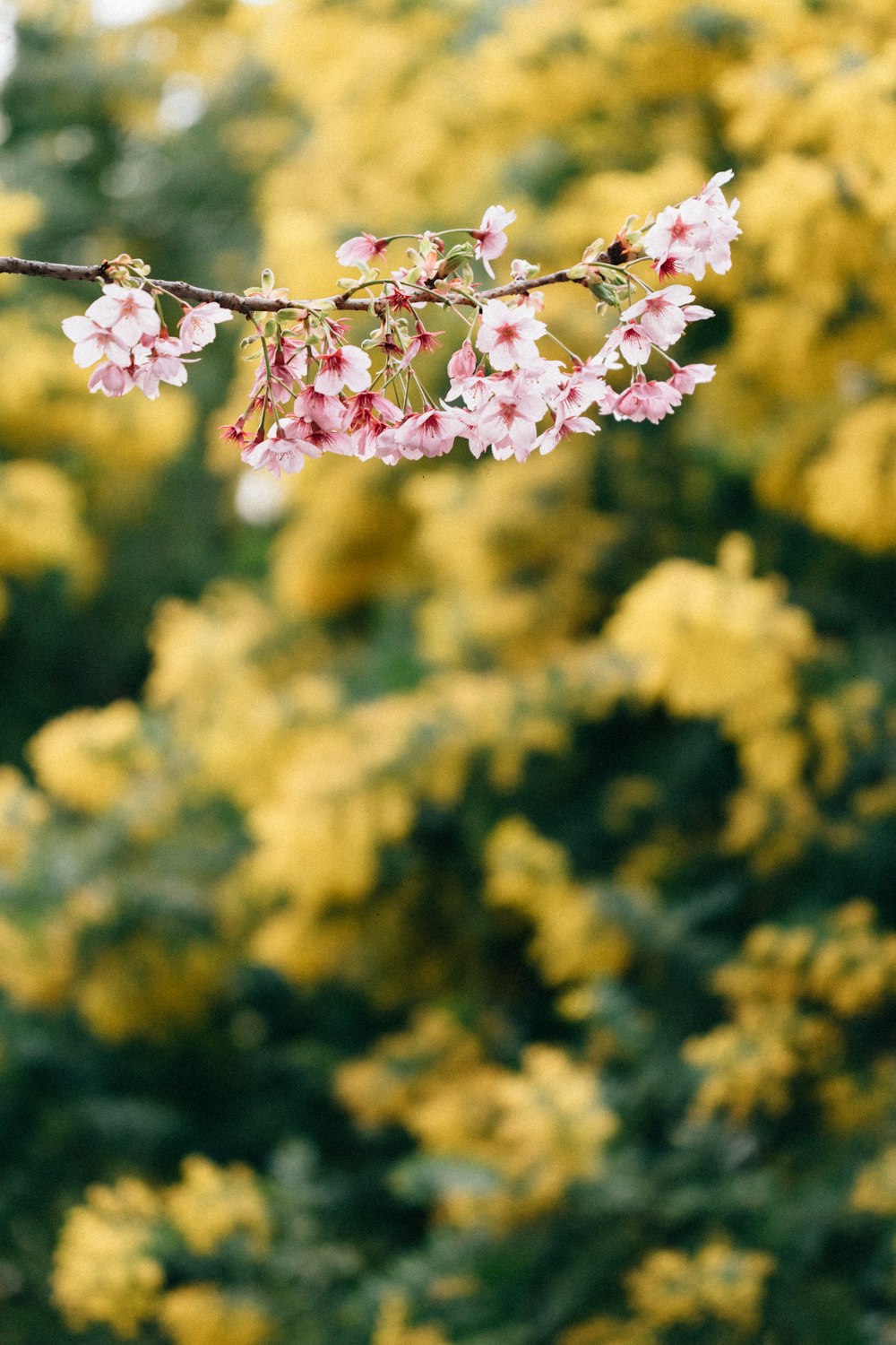 a branch of a tree with pink flowers