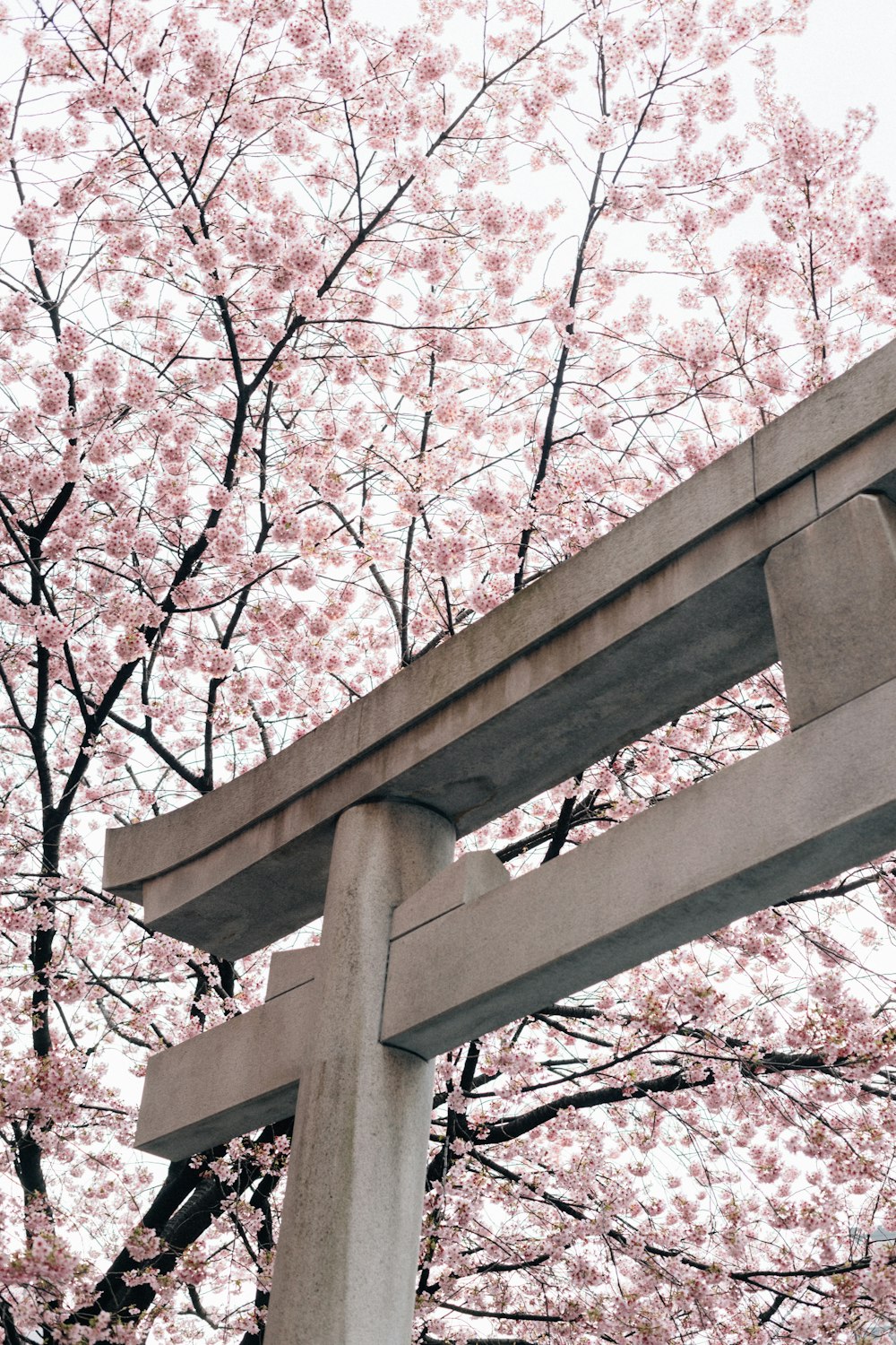 a wooden bench sitting under a tree with pink flowers