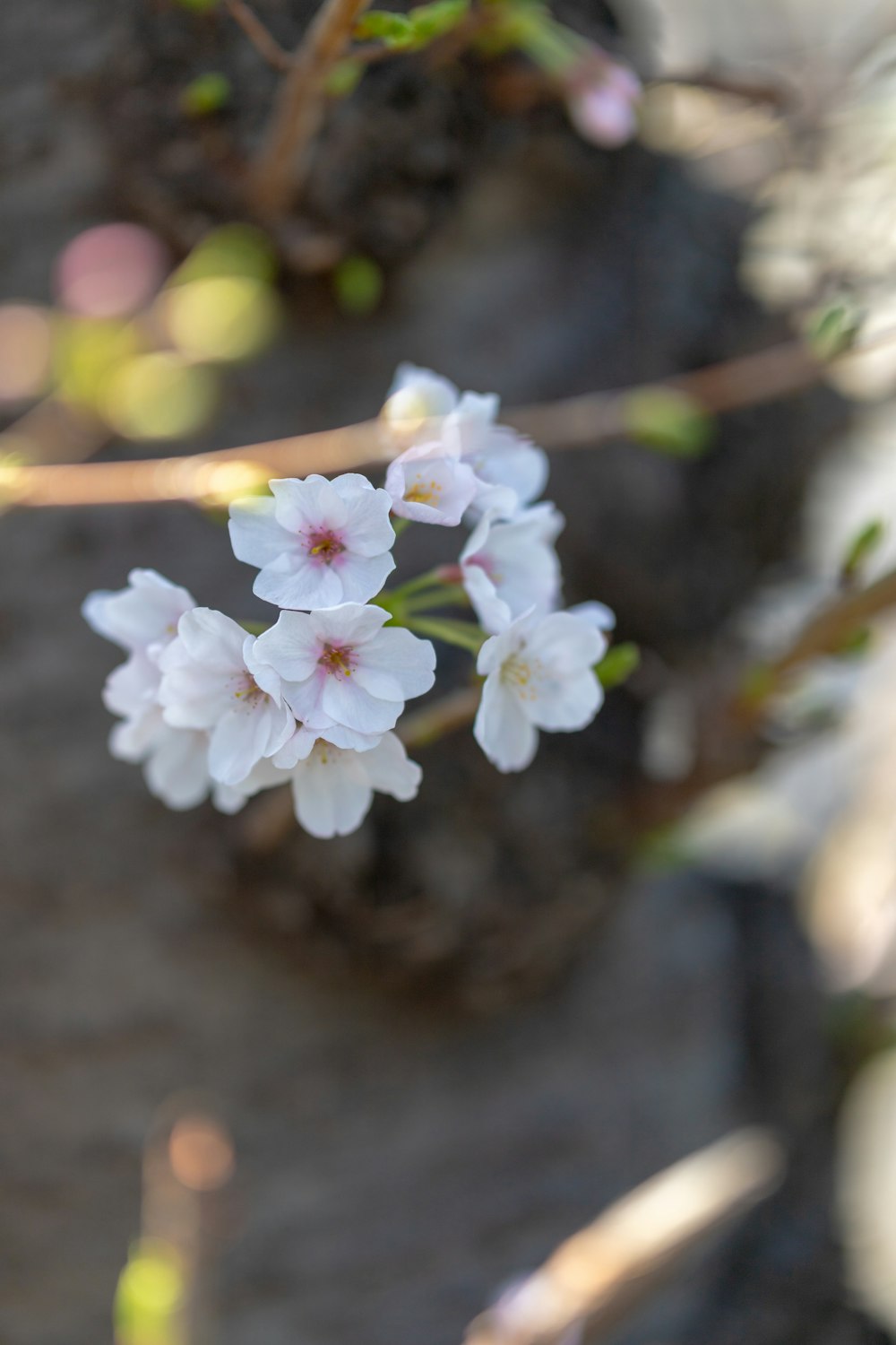 um close up de algumas flores brancas em um galho