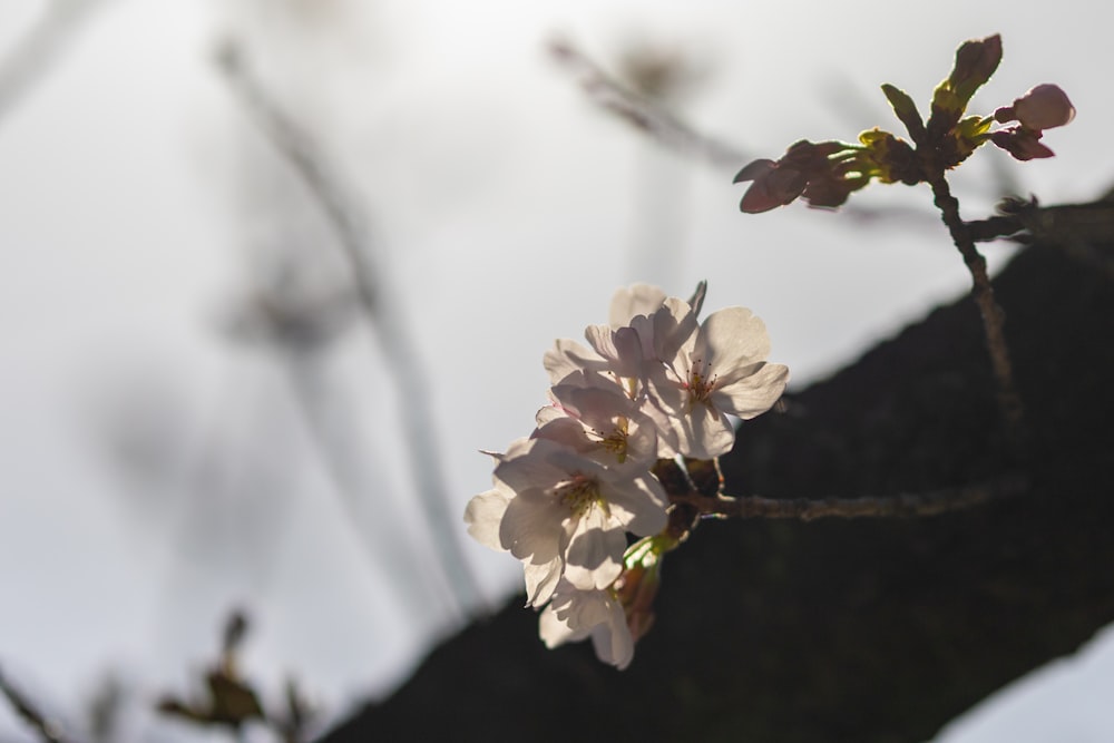 une branche d’arbre avec des fleurs dessus