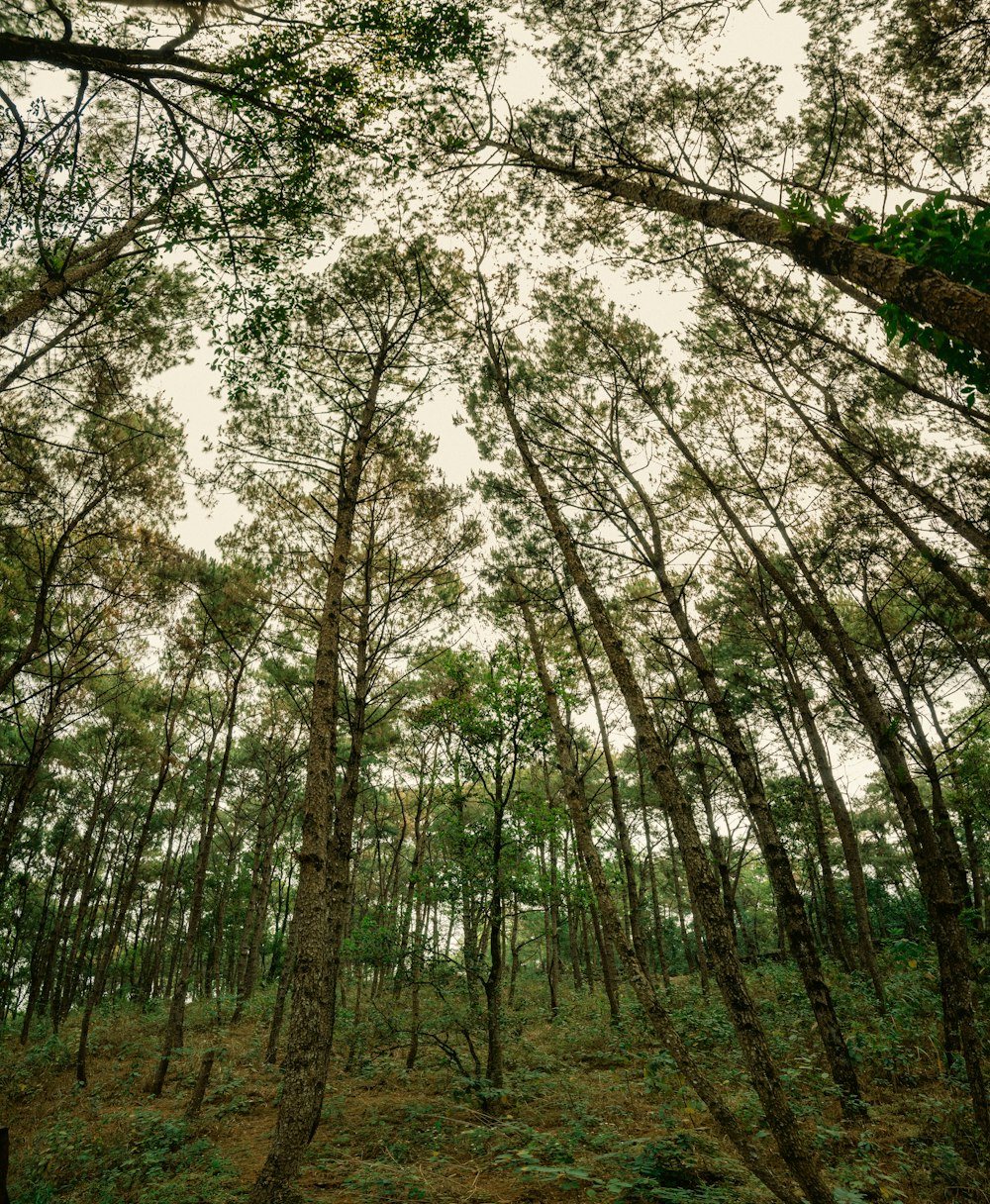 a forest filled with lots of tall trees