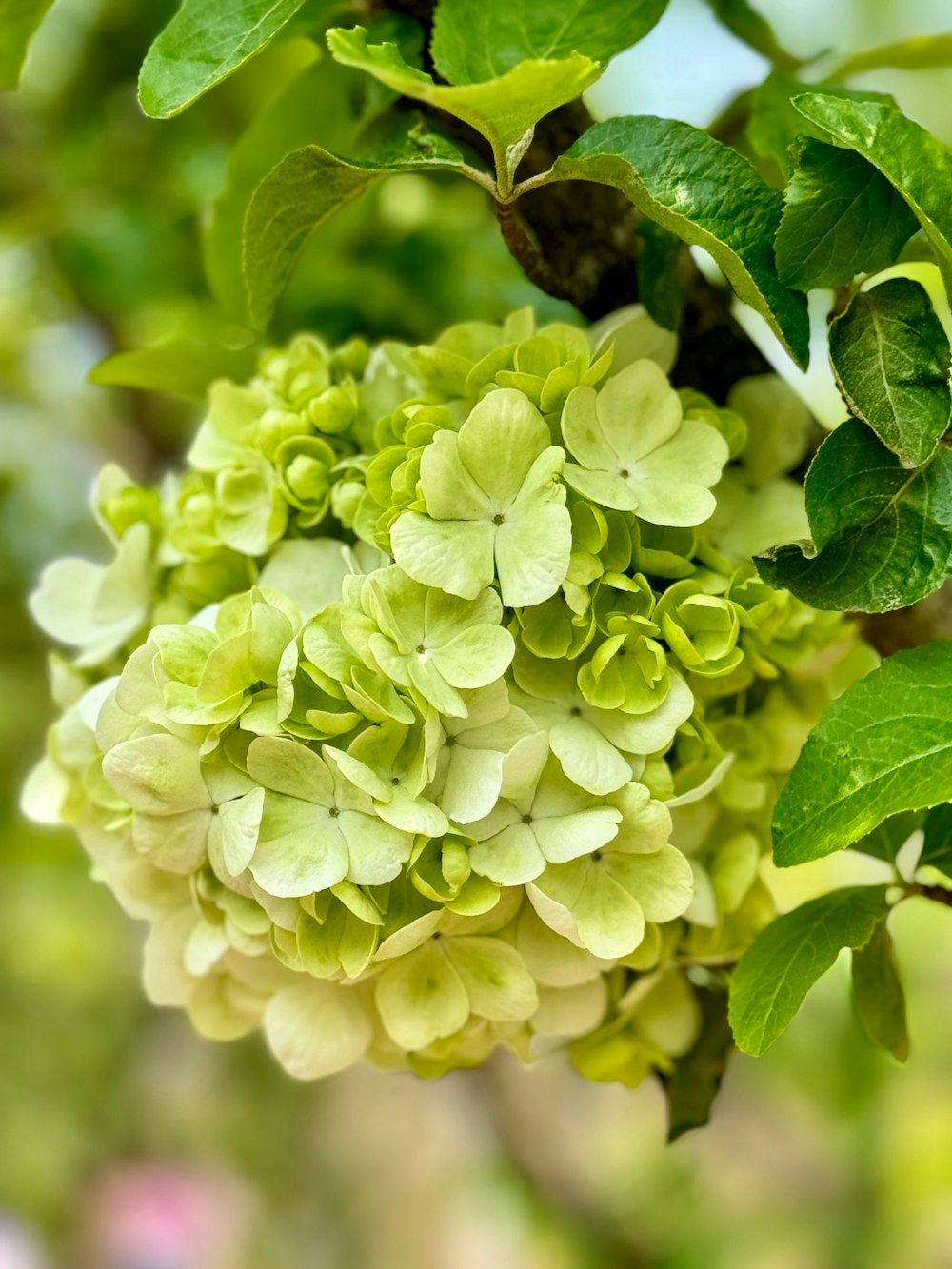 a cluster of green and white flowers growing on a tree