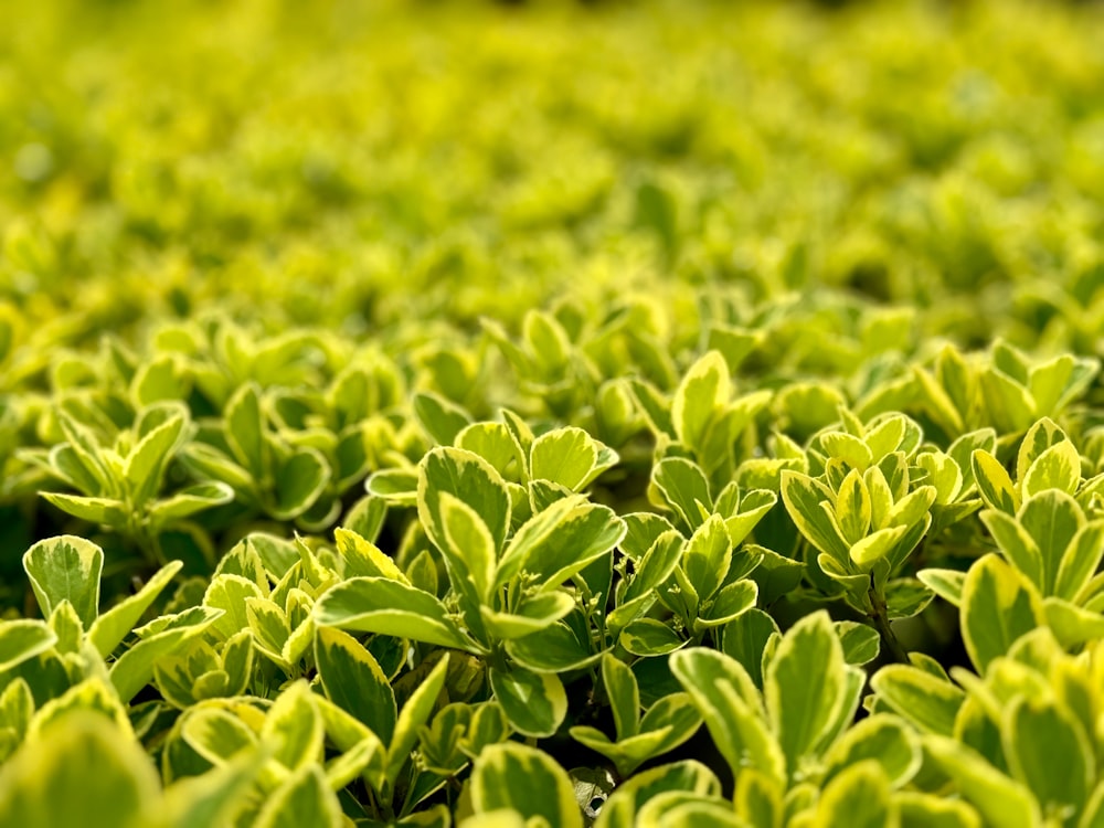 un campo lleno de plantas verdes con muchas hojas