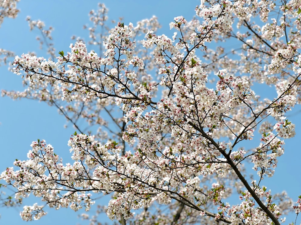 a tree with white flowers and a blue sky in the background