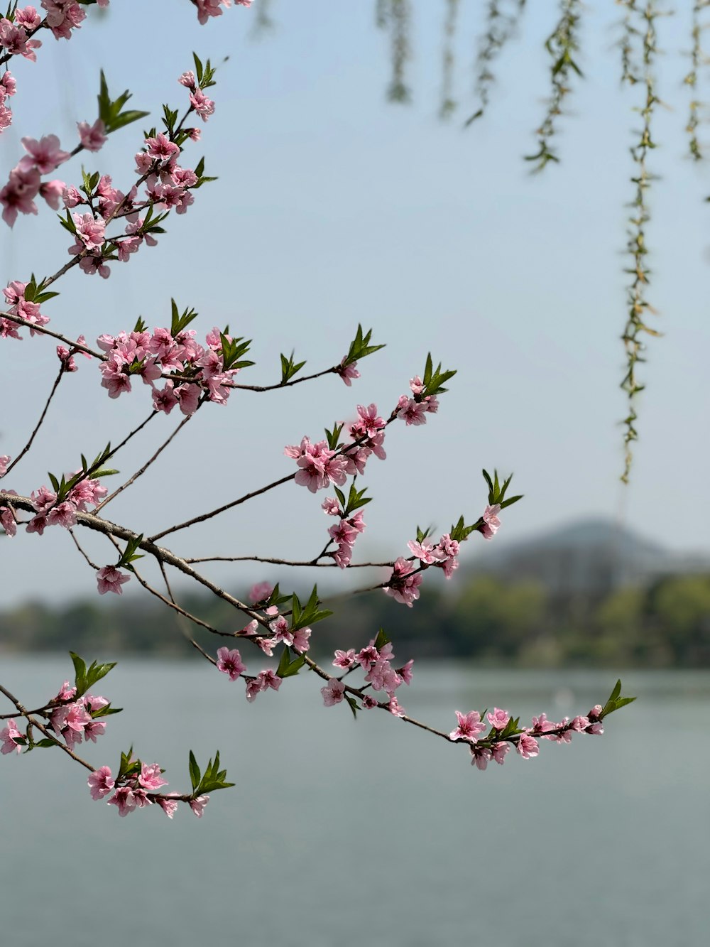 un arbre avec des fleurs roses devant un plan d’eau