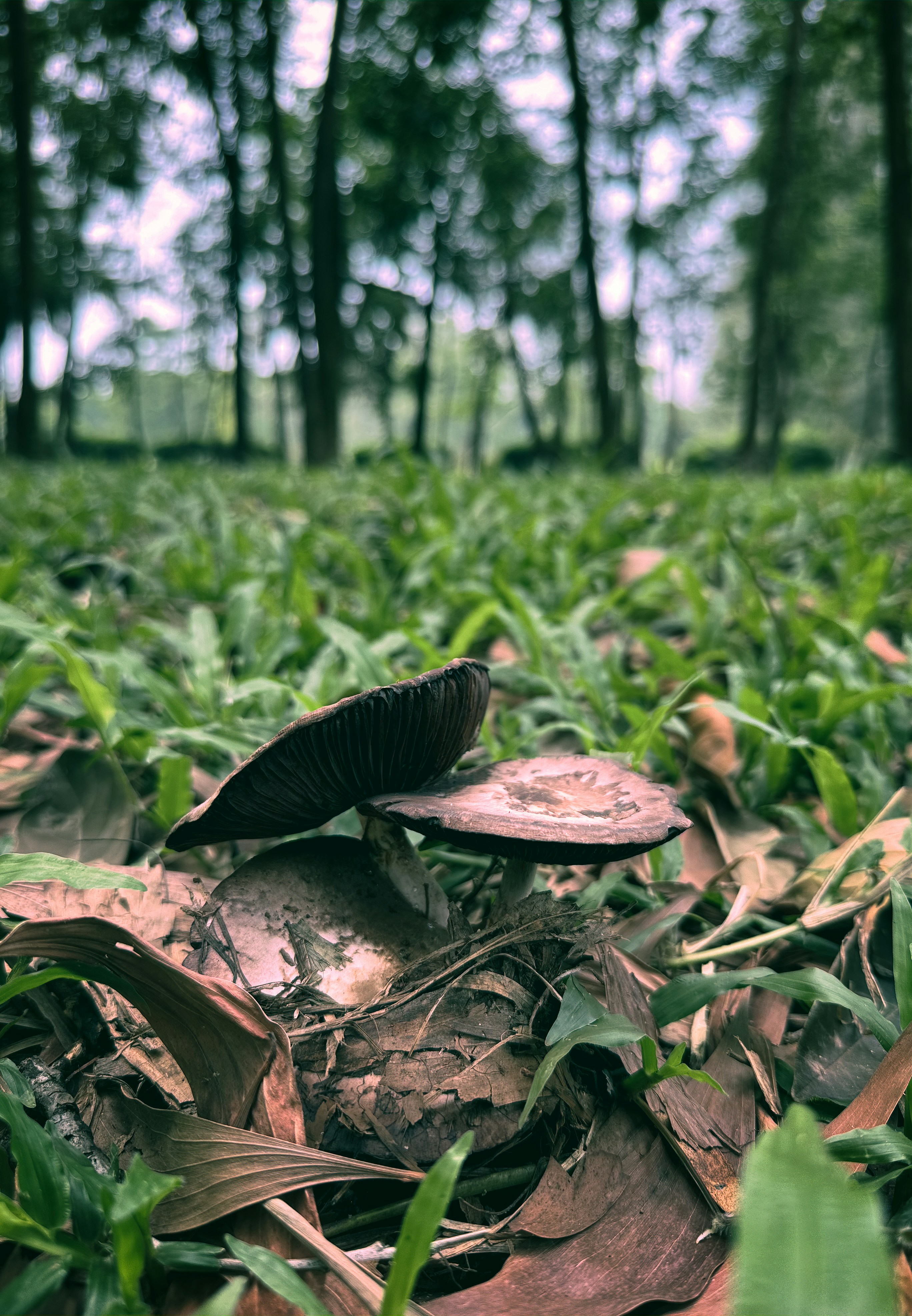 a mushroom sitting on top of a pile of leaves