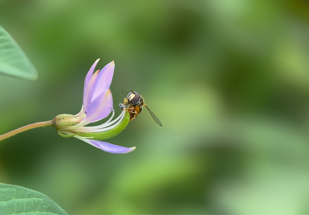 a bee sitting on top of a purple flower