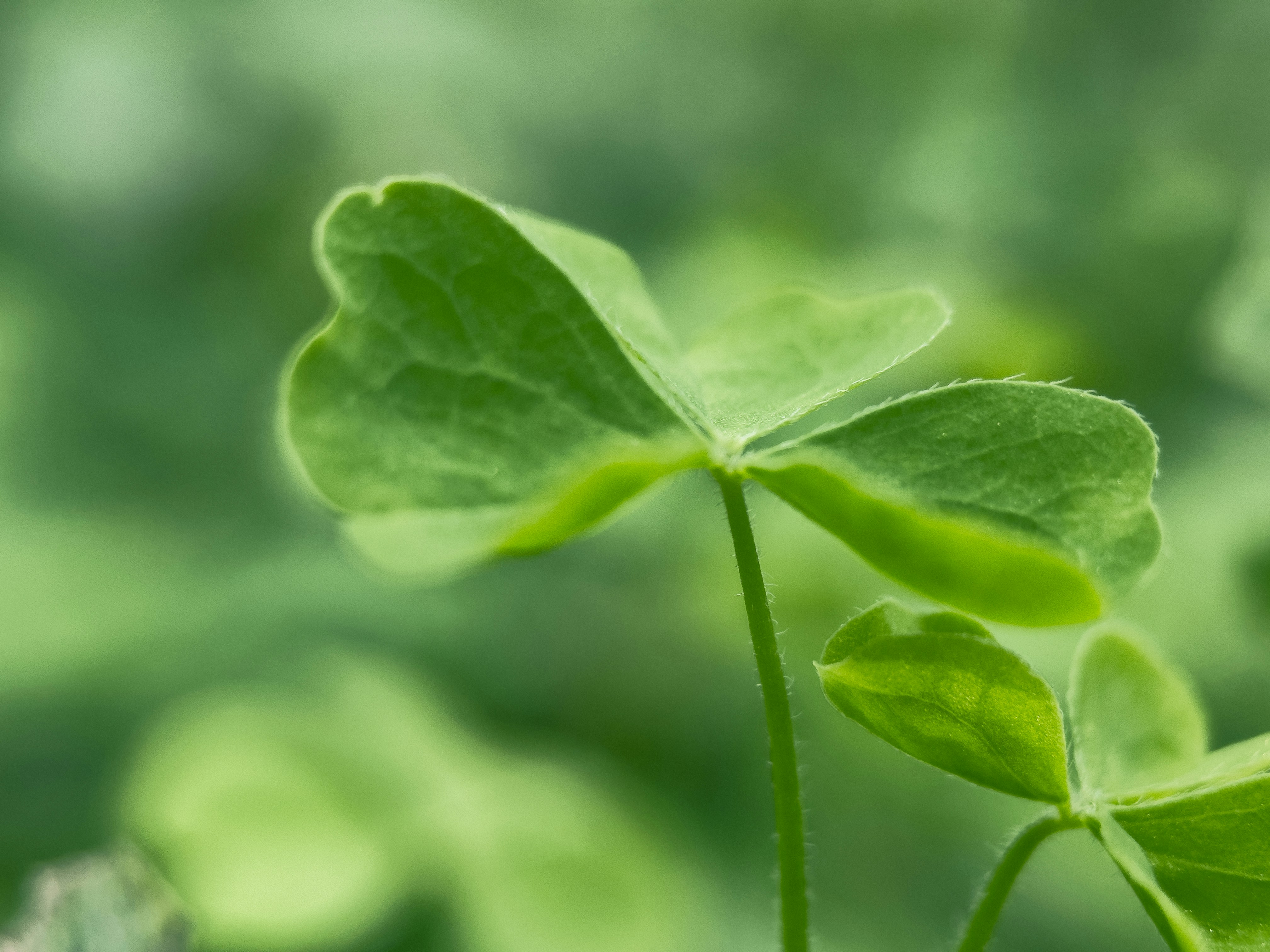 Faith, hope, love symbols