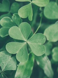 a close up of a four leaf clover