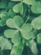 a close up of a four leaf clover