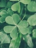 a close up of a four leaf clover