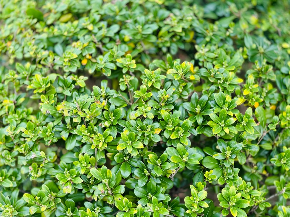 a close up of a bush with green leaves