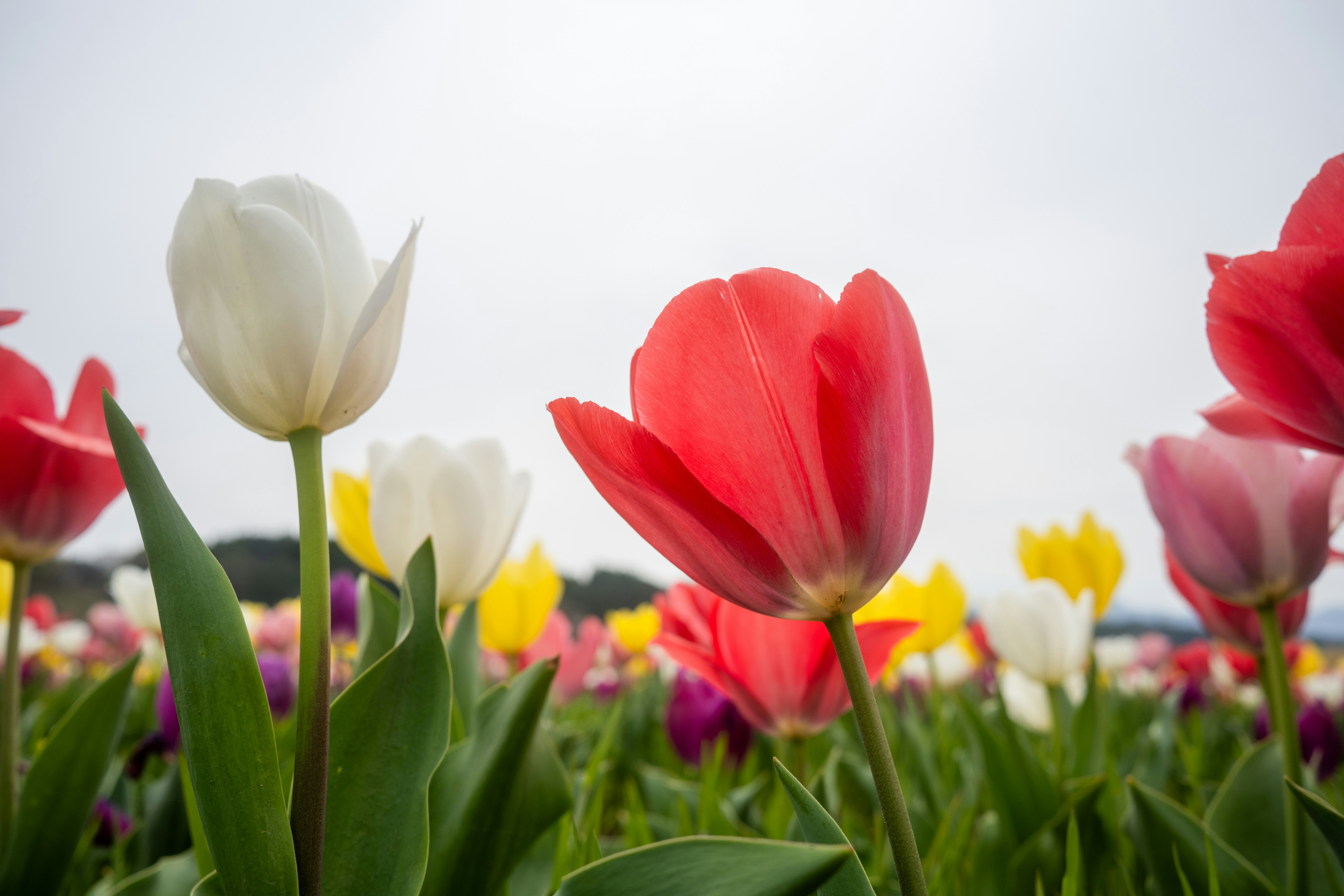 A field full of colorful tulips and other flowers photo – Free Flower Image  on Unsplash, image size:3000x2000