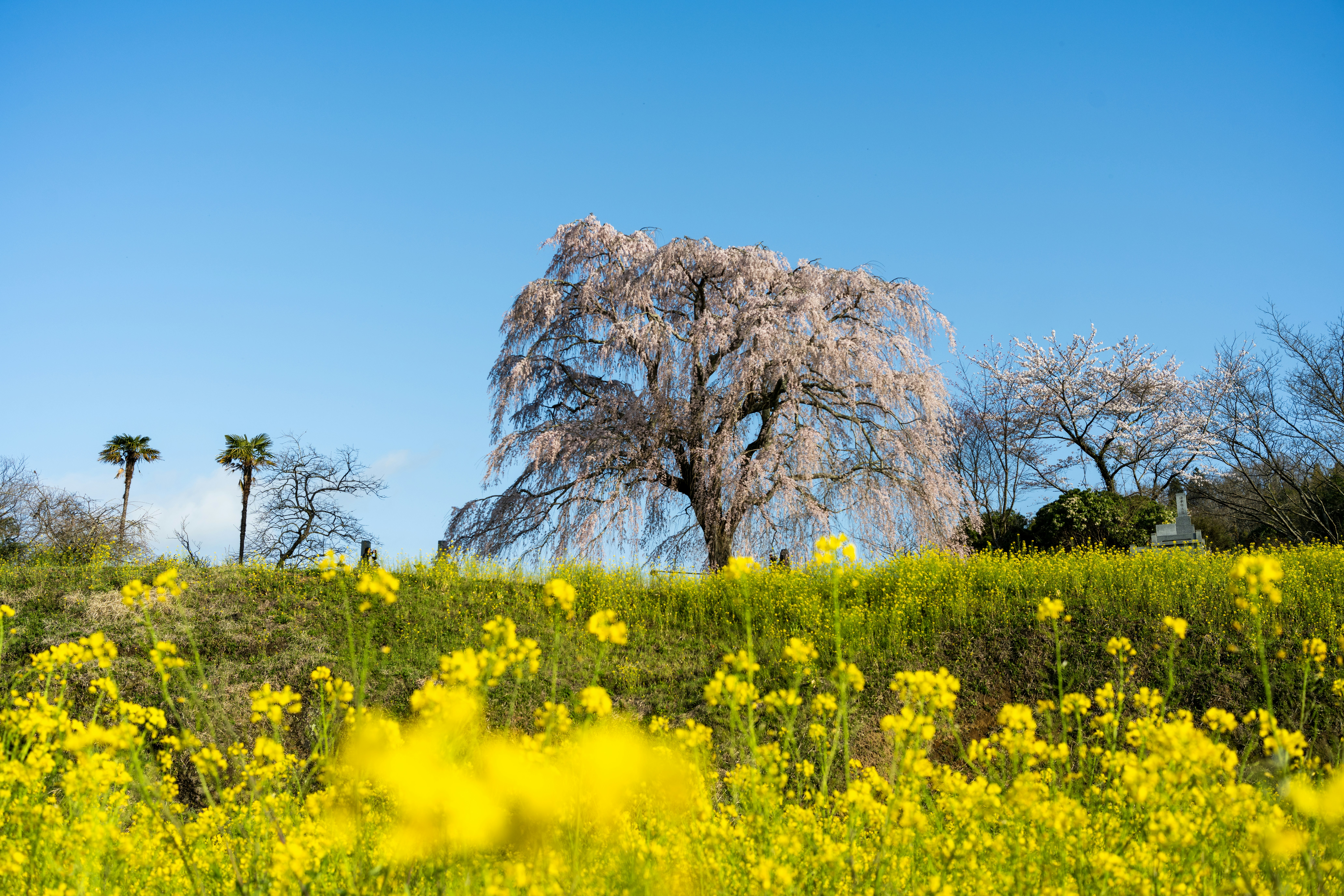 A tree in the middle of a field of yellow flowers photo – Free Flower ...