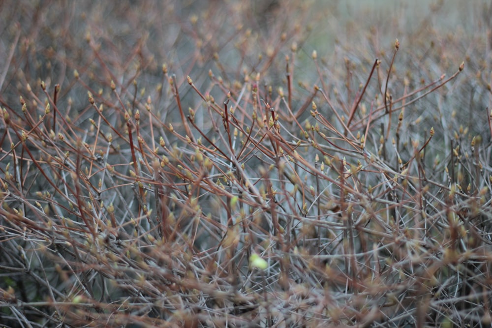 a close up of a bush with small leaves