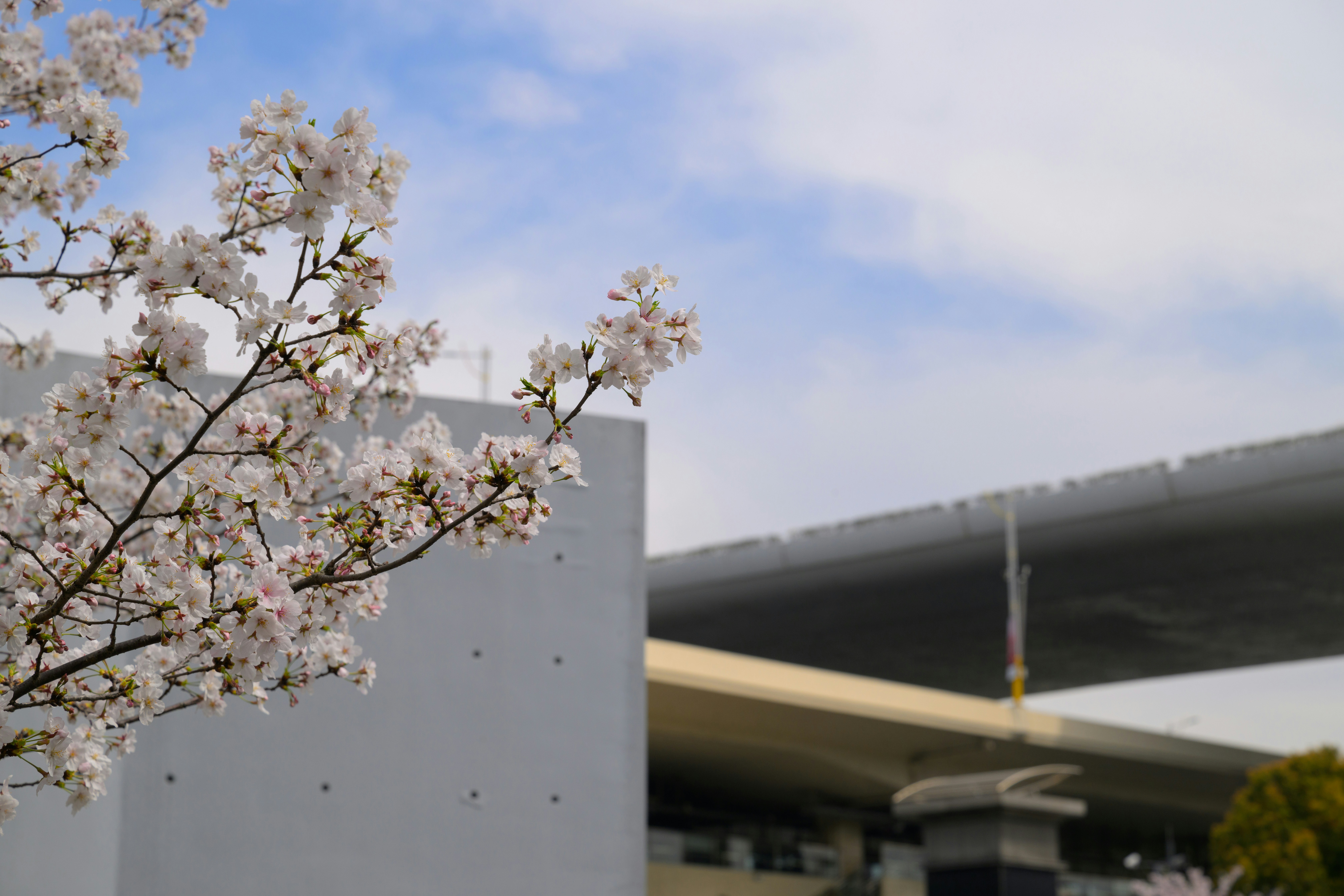다리 앞에 흰 꽃이 핀 나무