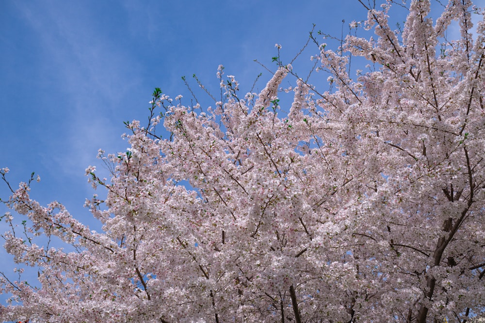 uma grande árvore com muitas flores cor-de-rosa