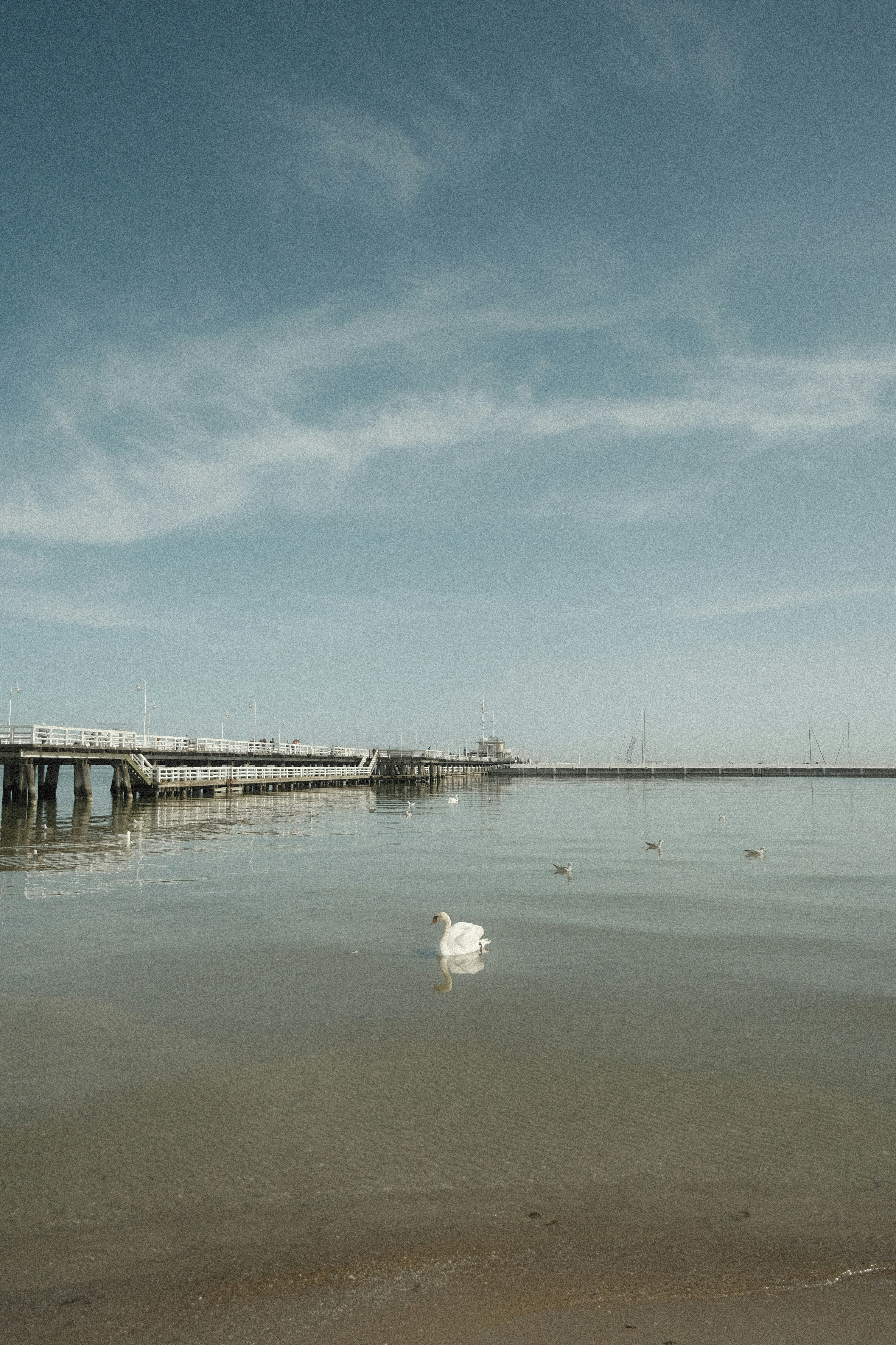 a white swan floating on top of a body of water