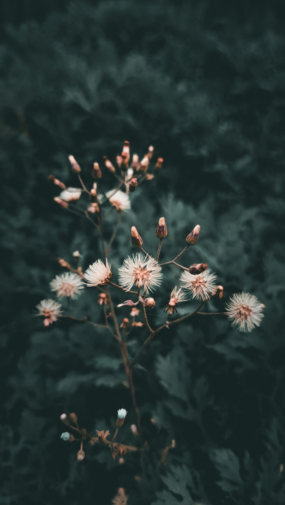 a close up of a plant with white flowers