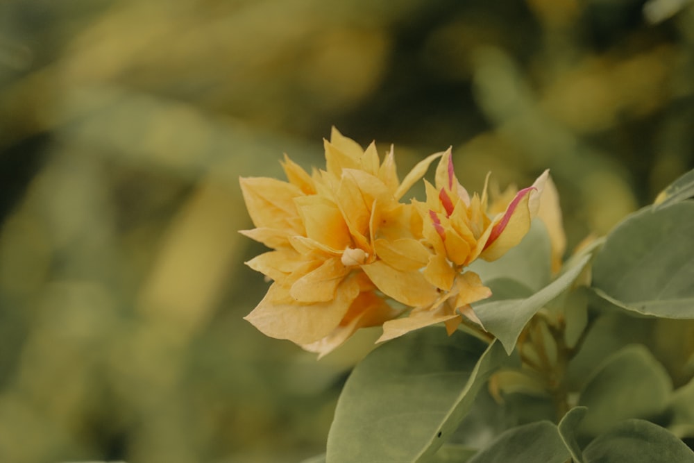 a yellow flower with green leaves in the background