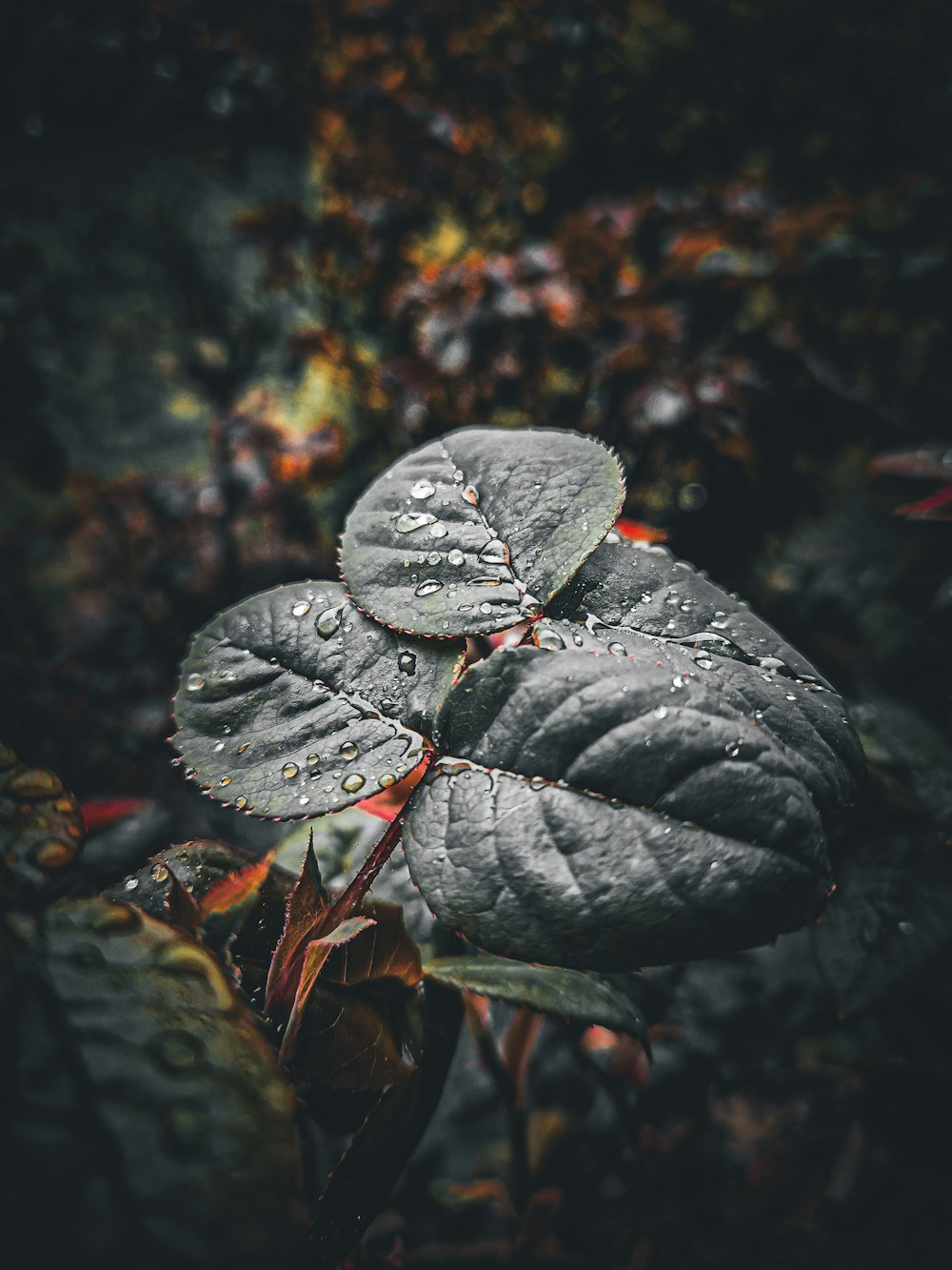 a close up of a leaf with drops of water on it