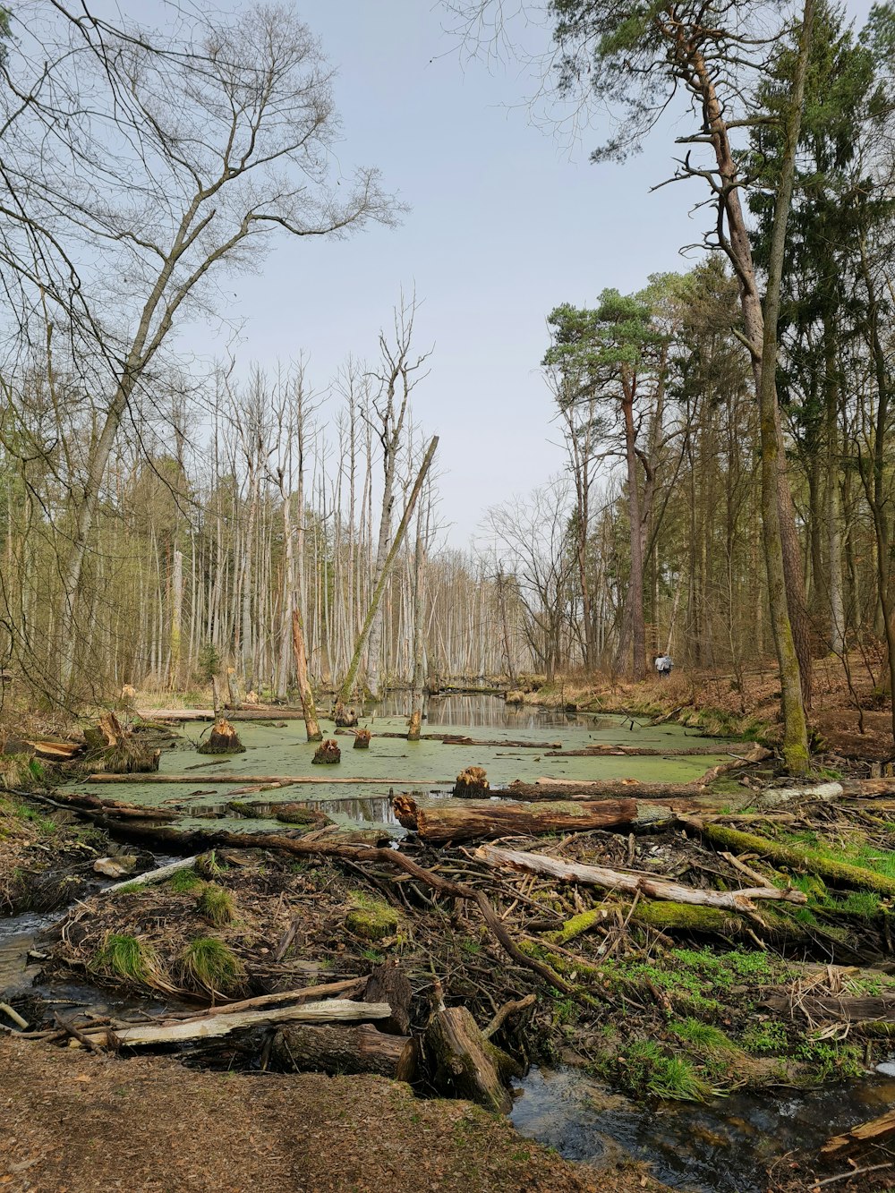 a swamp in the middle of a wooded area