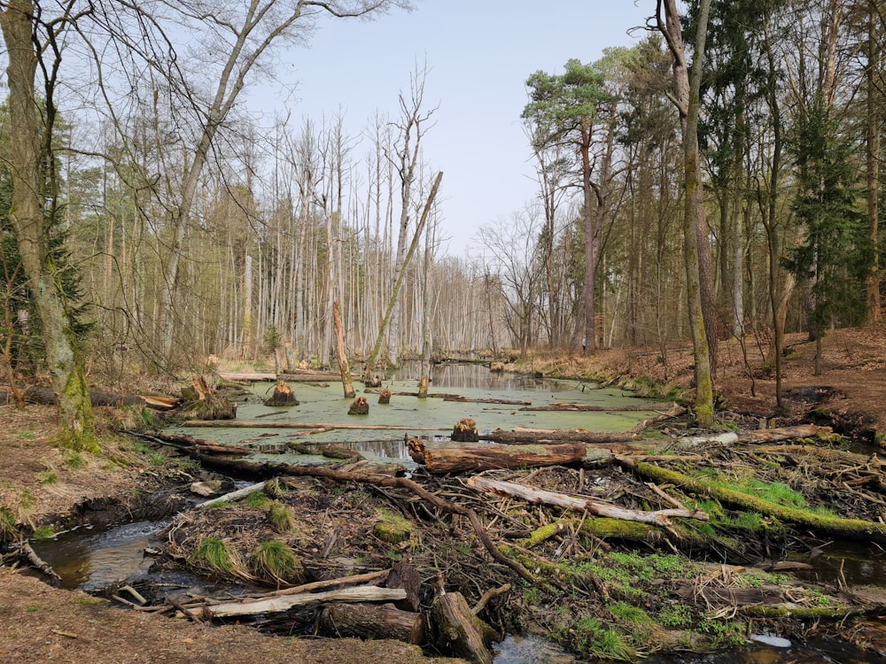 a swamp in the middle of a wooded area