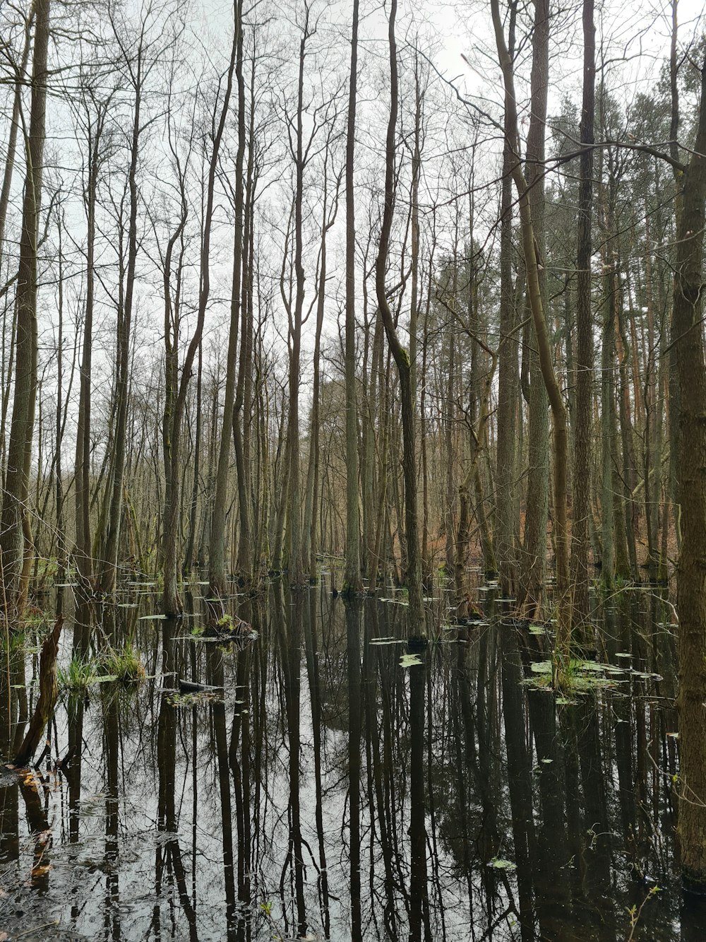 a swamp filled with lots of water surrounded by trees