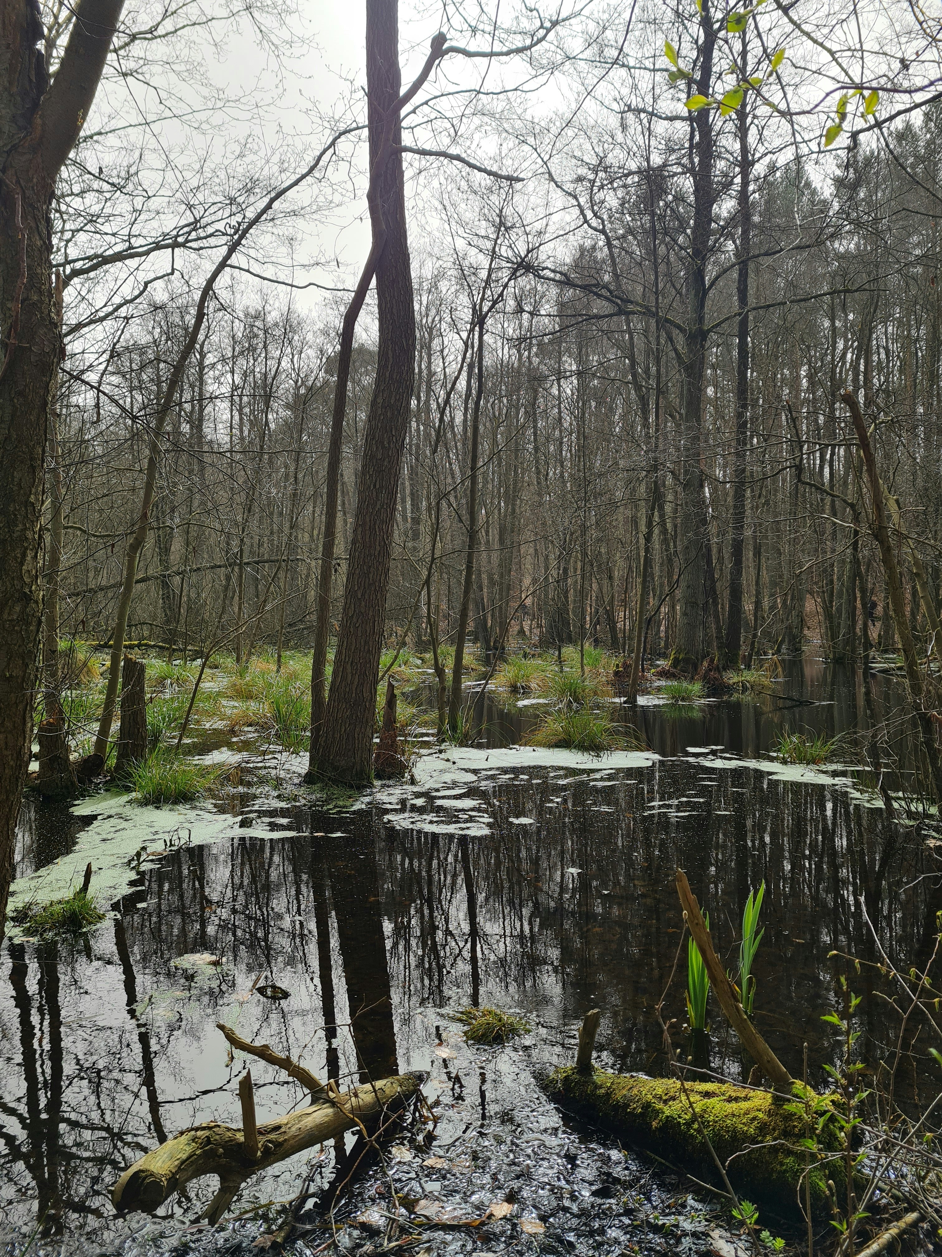 a swamp in the middle of a wooded area